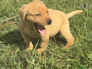 Labrador Retriever dogs - Advert 4