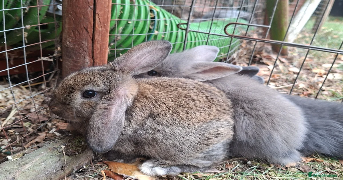 Rabbits for Sale for sale in Wigan, Greater Manchester | Pets4Homes