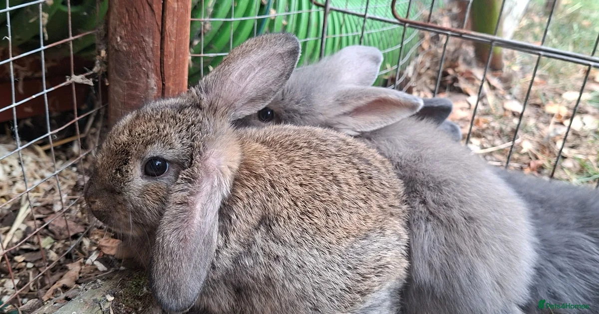 Rabbits for Sale for sale in Wigan, Greater Manchester | Pets4Homes