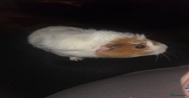 Guinea Pig rodents - Advert 11