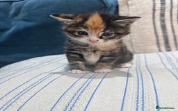 Maine Coon cats for sale: 5 beautiful kittens  - Image 2