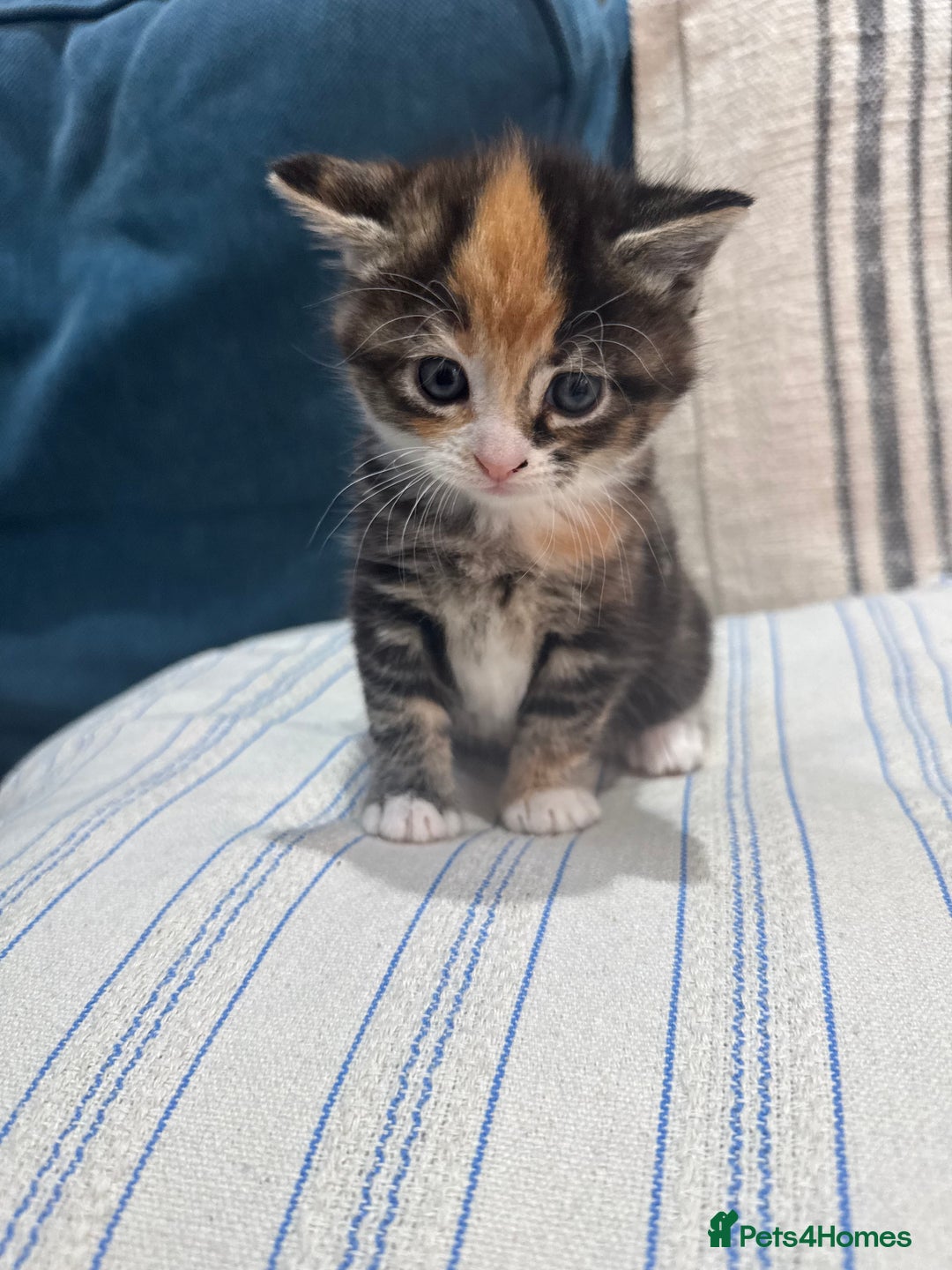 Maine Coon cats for sale: 5 beautiful kittens  - Image 2