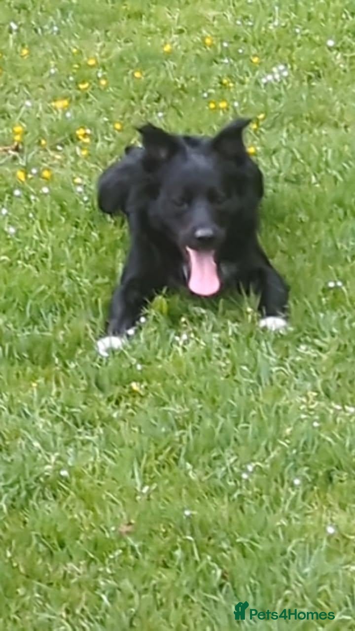 Border Collie dogs Stud dog bc  - Advert 1