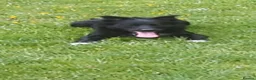 Border Collie dogs for stud: Stud dog bc  - Advert 1