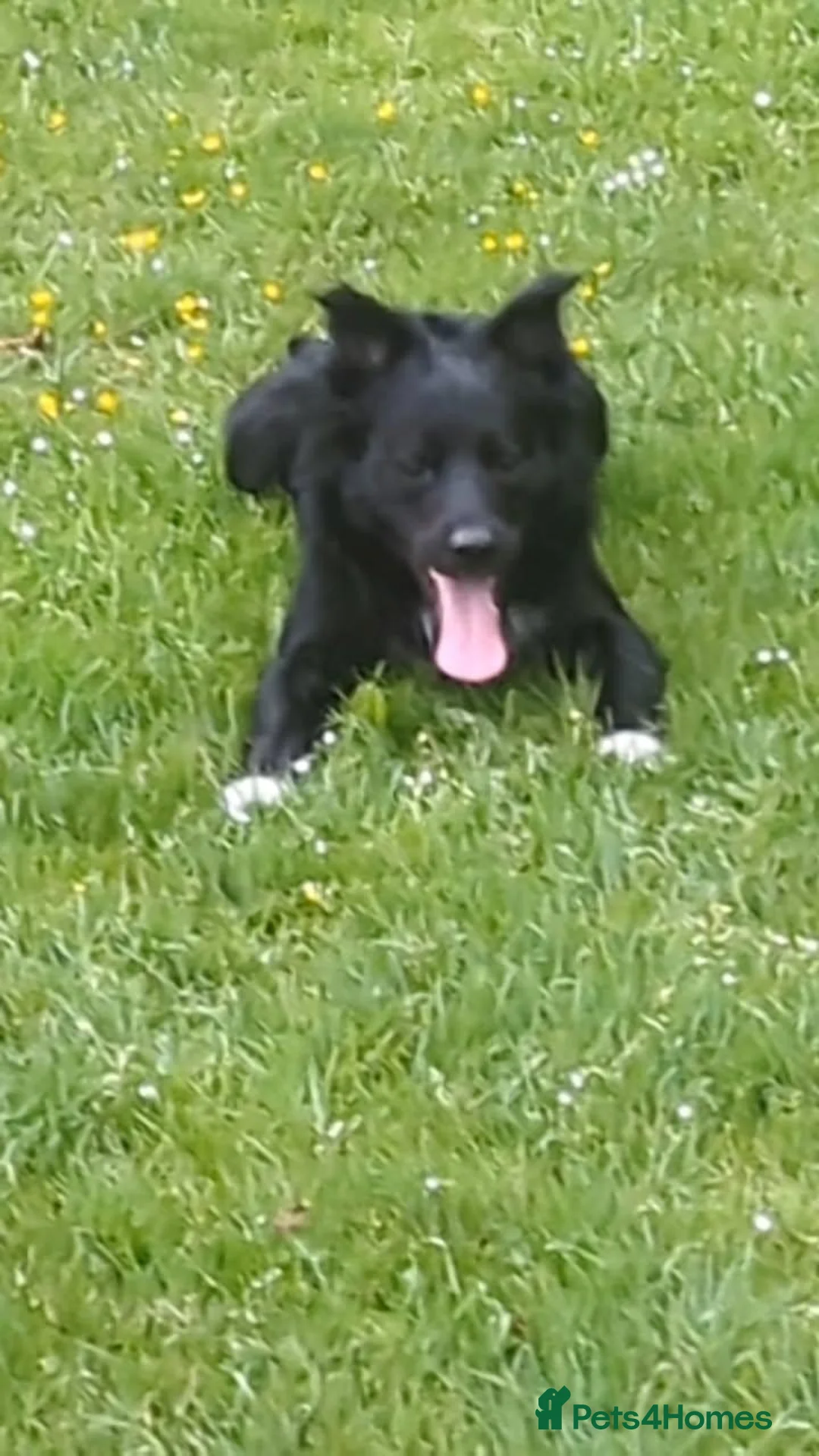 Border Collie dogs for stud: Stud dog bc  - Advert 1