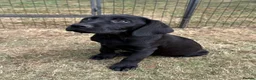 Labrador Retriever dogs for sale: Puppies have arrived at Westfena 🐾 Labradors   - Advert 3