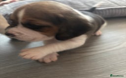 Beagle dogs for sale: Beagle  - Image 20
