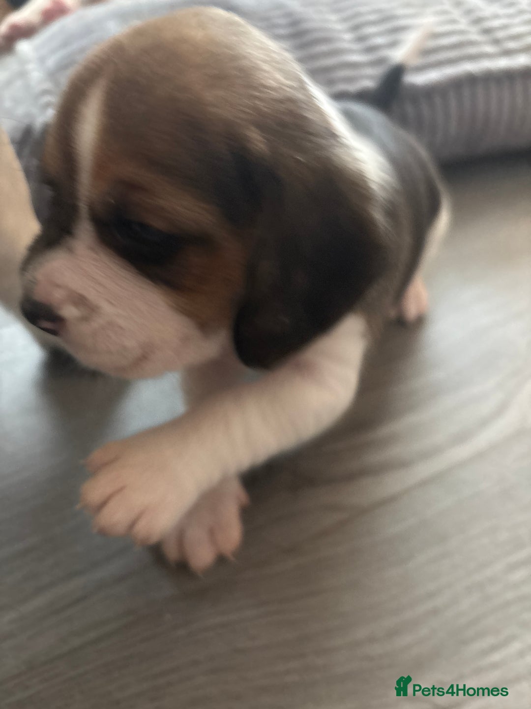 Beagle dogs for sale: Beagle  - Image 20