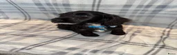 Sproodle dogs for sale: 4LEFT REDUCED!! BEAUTIFUL SPROODLE PUPS! - Advert 12