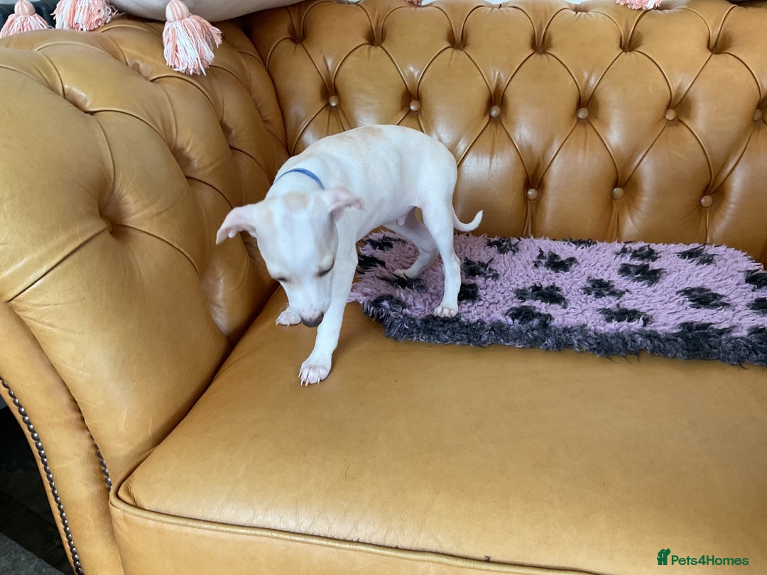 Italian Greyhound dogs for sale: Gorgeous Italian greyhound puppies  - Image 12