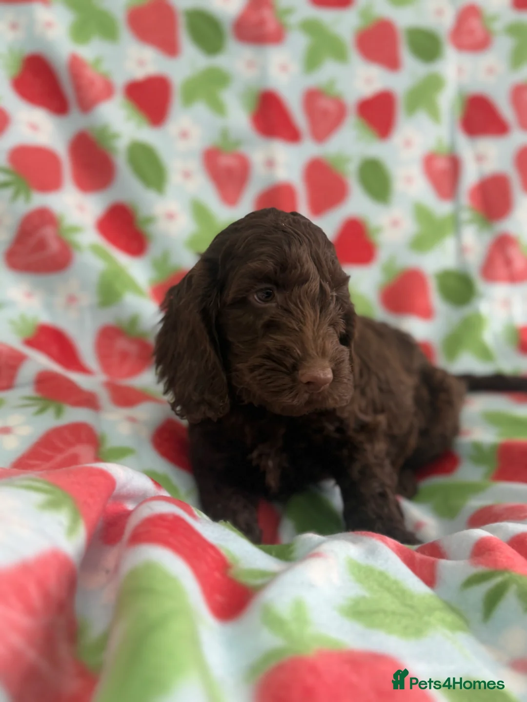 Cockapoo dogs for sale: Cockapoo puppies  in Cookstown - Advert 15