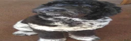 Newfypoo dogs for sale: Rare Newfypoo Puppies.  Stunning colors - Advert 7