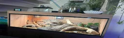 Leopard Gecko reptiles for sale: Leopard Gecko with Enclosure  in Nottingham - Advert 6