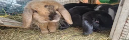 Dwarf Lop rabbits for sale: Adorable, Friendly. Laidback Dwarf Lop Boys 🐰🥰 - Advert 3