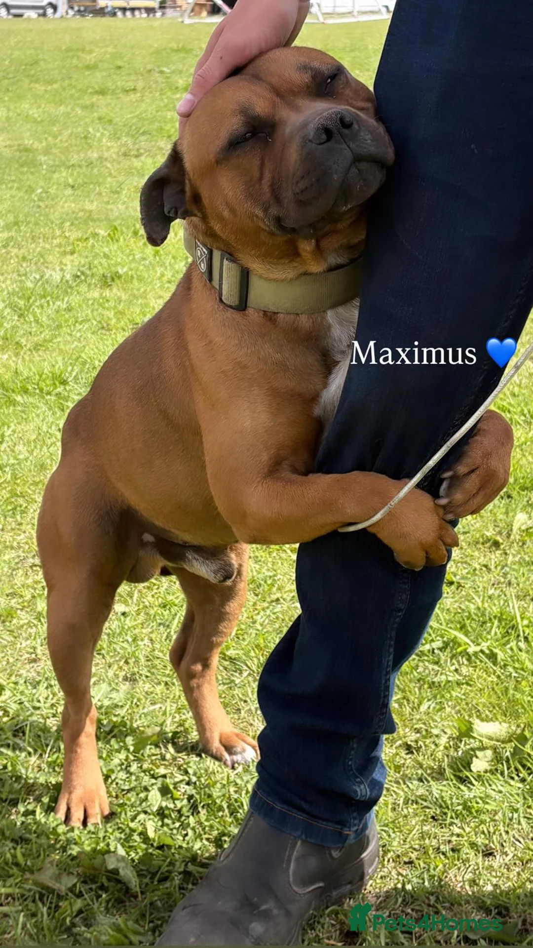 Staffordshire Bull Terrier dogs for sale: Two beautiful Staffordshire bull terriers for sale - Advert 8