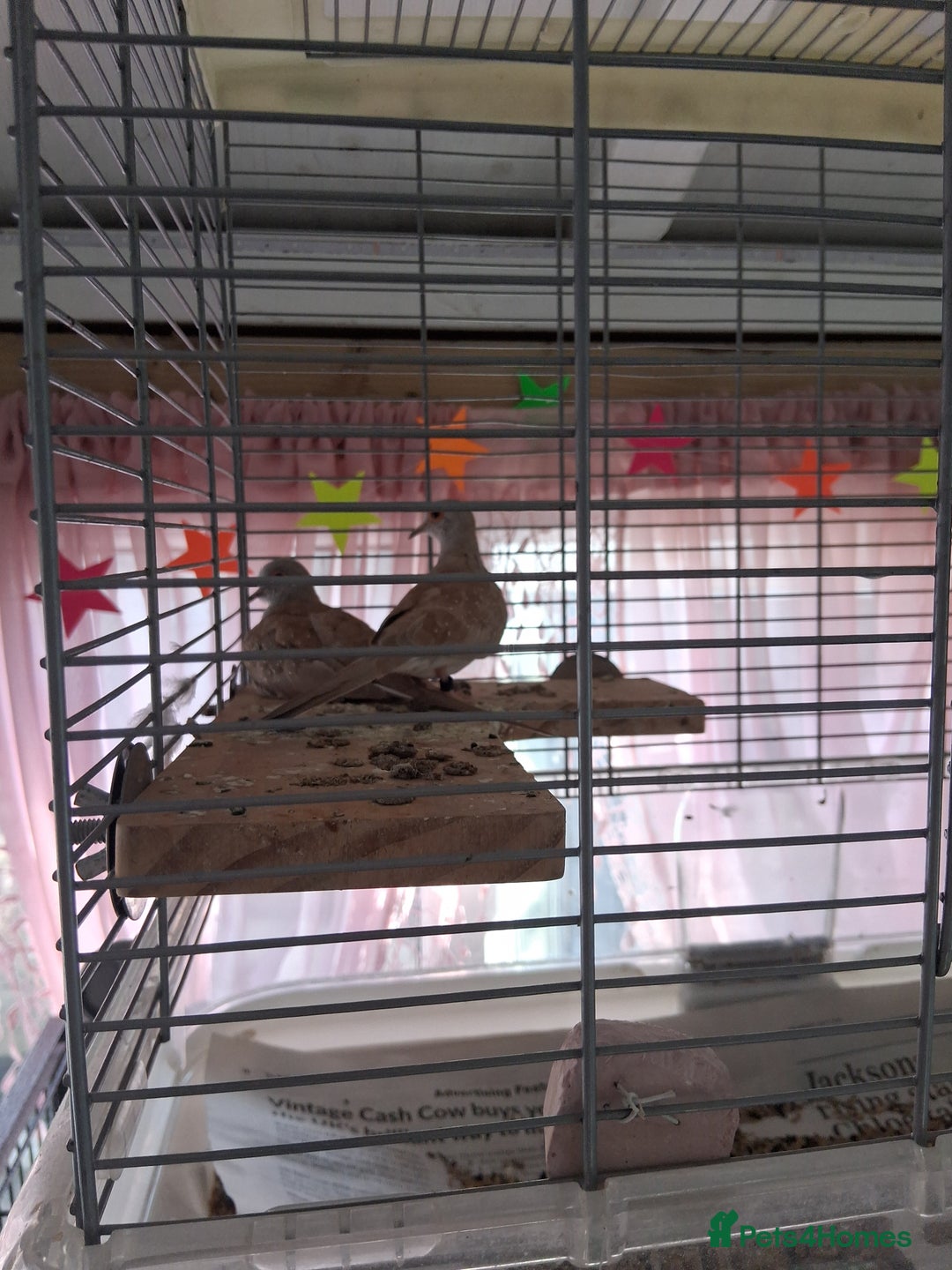 Mixed Breed birds for sale: Mixed bird pair diamond doves and Javer sparow - Image 2
