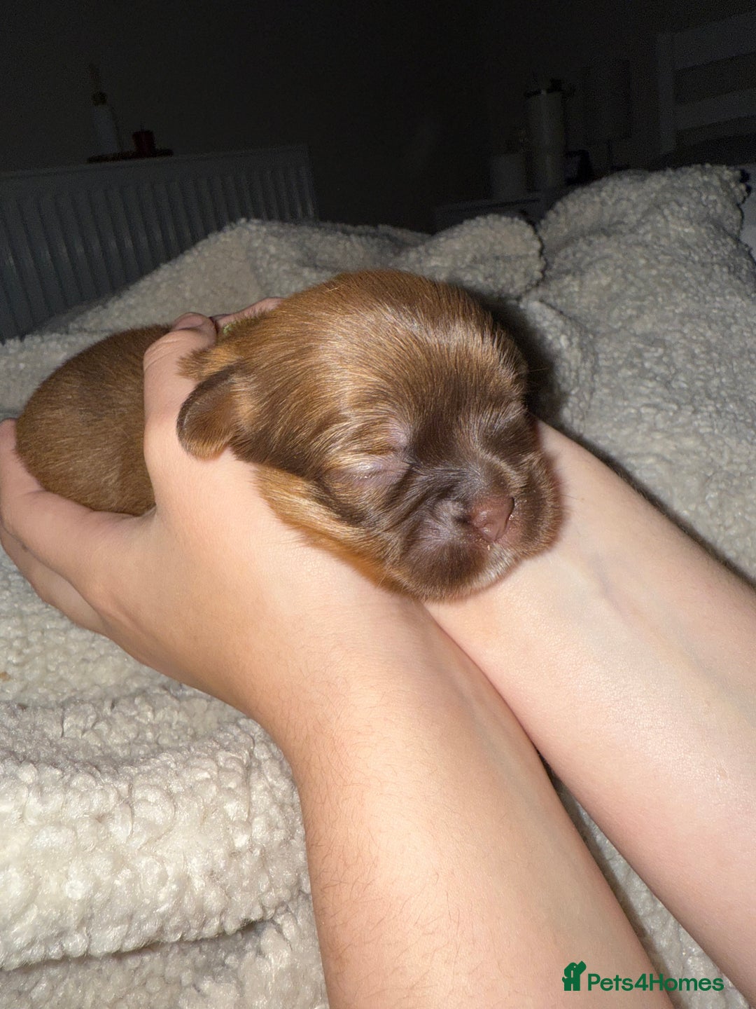 Shih Tzu dogs for sale: Family-Raised Shih Tzu Pups Looking 4 Loving Homes - Image 3