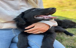 Golden Retriever dogs for sale: Beautiful Golden Retriever x Border Collie Puppies - Image 2