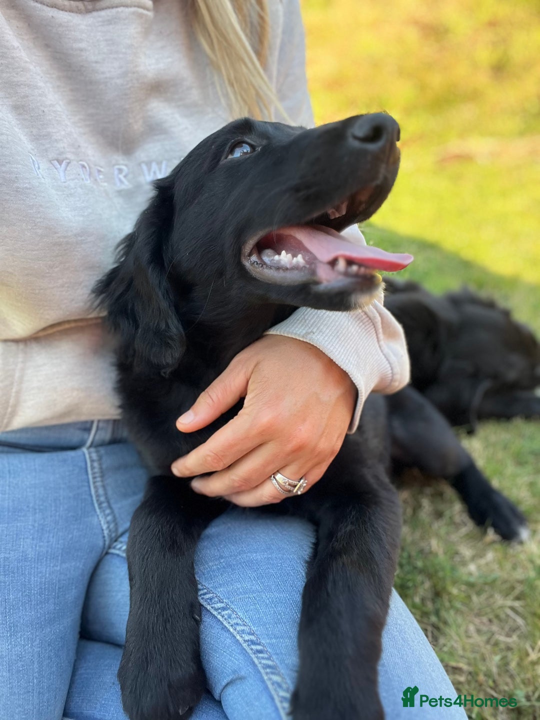 Golden Retriever dogs for sale: Beautiful Golden Retriever x Border Collie Puppies - Image 2