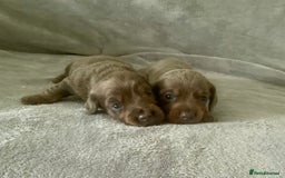 Dachshund dogs for sale: 4 weeks old dashounds - Image 8