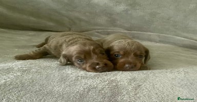 Dachshund dogs - Advert 10