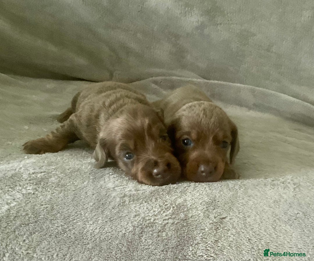 Dachshund dogs for sale: 4 weeks old dashounds - Image 8