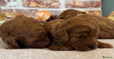 Cavapoo dogs - Advert 4