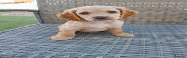 Cockapoo 4