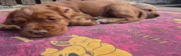 Cocker Spaniel dogs for sale: Cocker spaniels Barnsley area - Advert 32