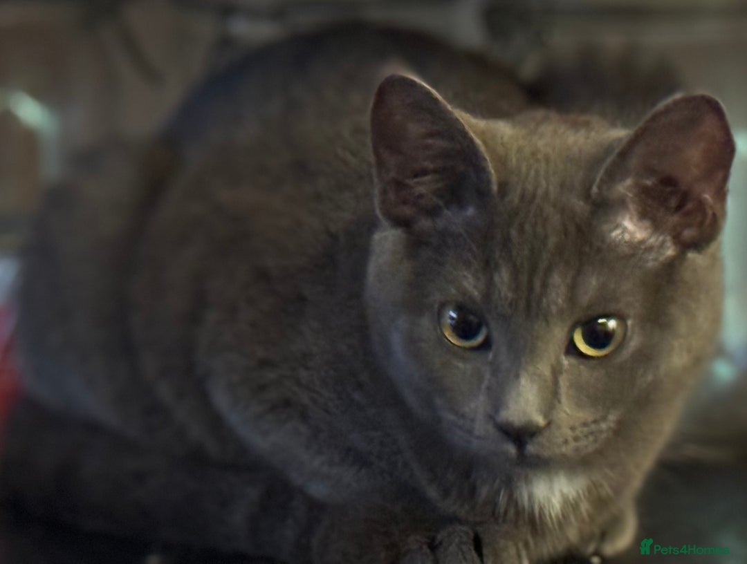 Bengal cats for sale: Beautiful Bengal x British short hair kittens! - Advert 6