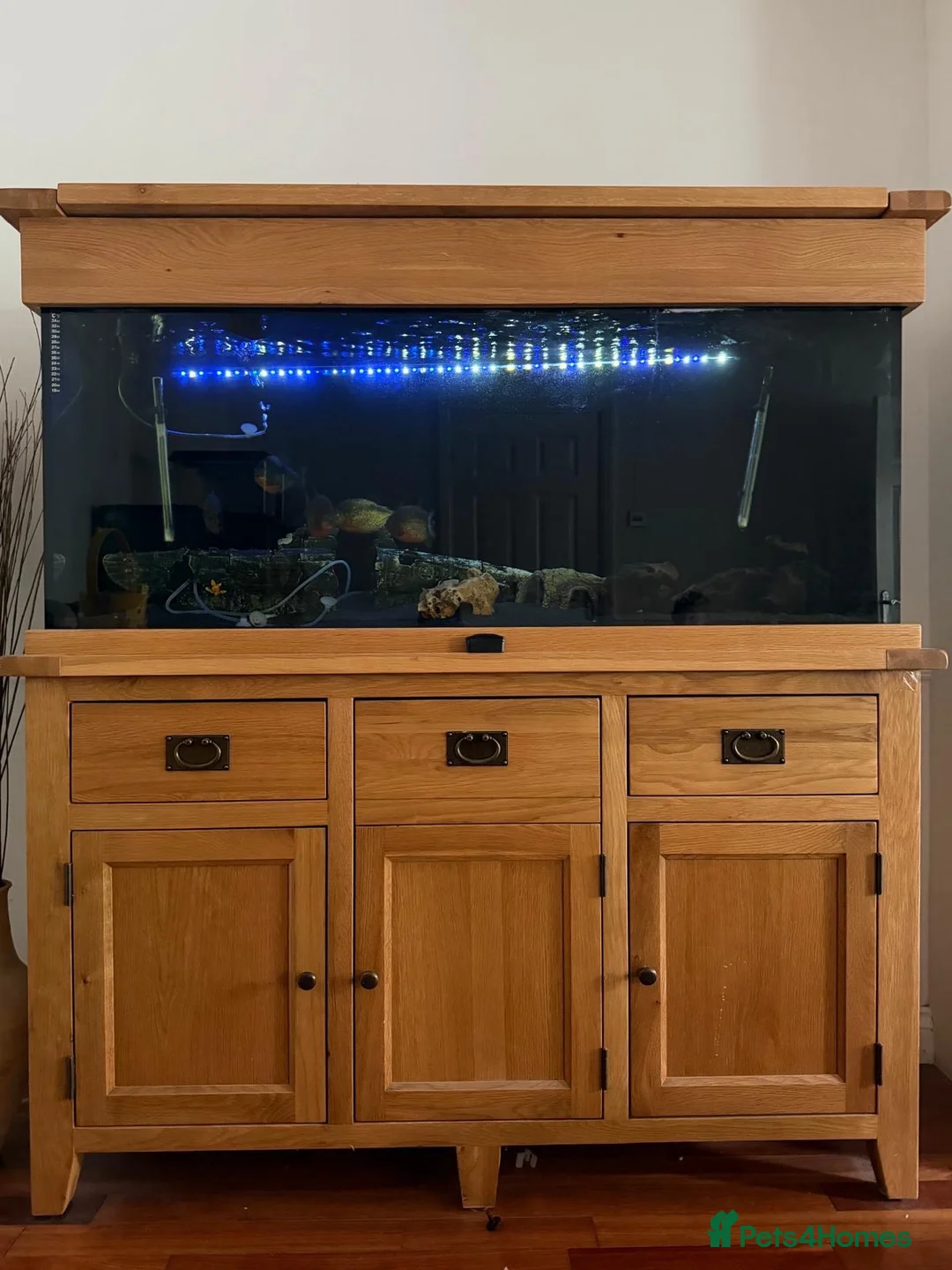 Piranhas fish for sale: Complete fish tank set up with fish in Walsall - Advert 1