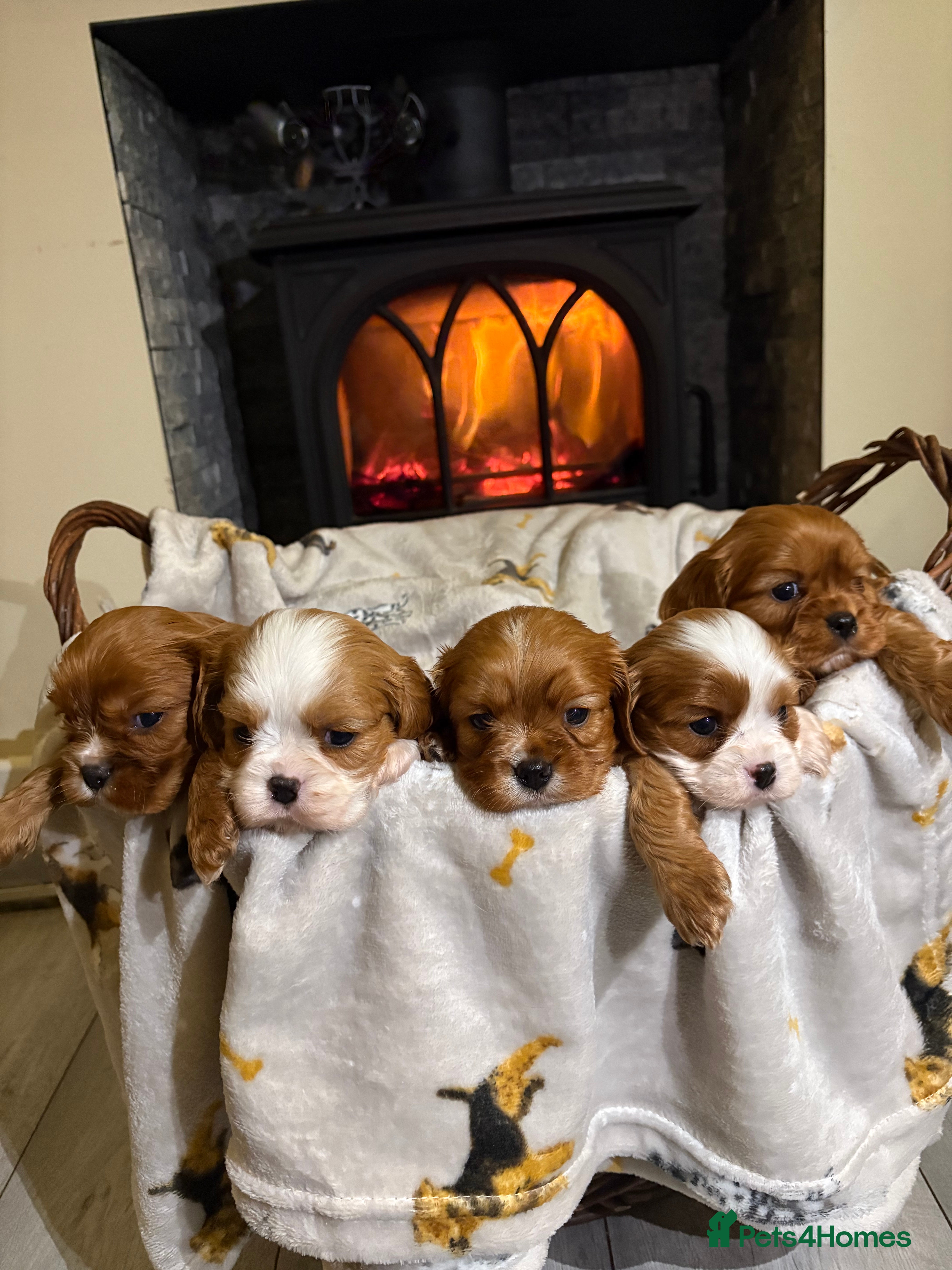Cavalier King Charles Spaniel dogs Only 2 boys available 💙King Charles puppies  - Advert 3