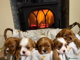 Cavalier King Charles Spaniel dogs Only 2 boys available 💙King Charles puppies - Advert 3
