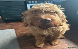 Hungarian Vizsla dogs for sale: Rehoming our beautiful boy Lake - Image 10