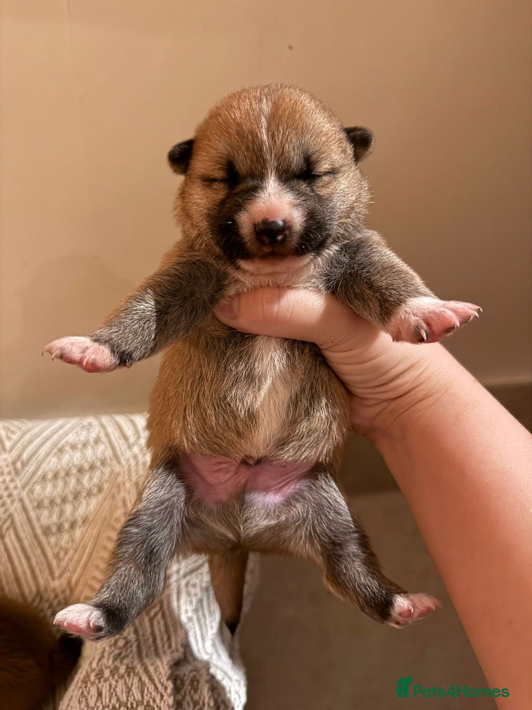 Japanese Shiba Inu dogs for sale: beautiful red Japanese Shiba Inu puppies  - Image 8