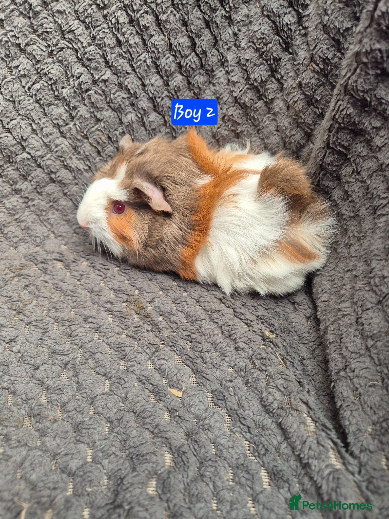 Guinea Pig rodents Guinea Pigs 👀🏡 - Advert 10