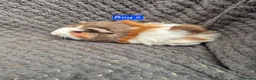 Guinea Pig rodents for sale: Guinea Pigs 👀🏡 - Advert 1