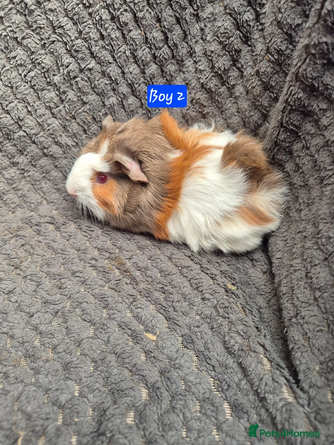 Guinea Pig rodents for sale: Guinea Pigs 👀🏡 - Advert 1