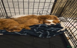 Cavapoo dogs for sale: 3 Red Cavapoo pups for sale - Image 10