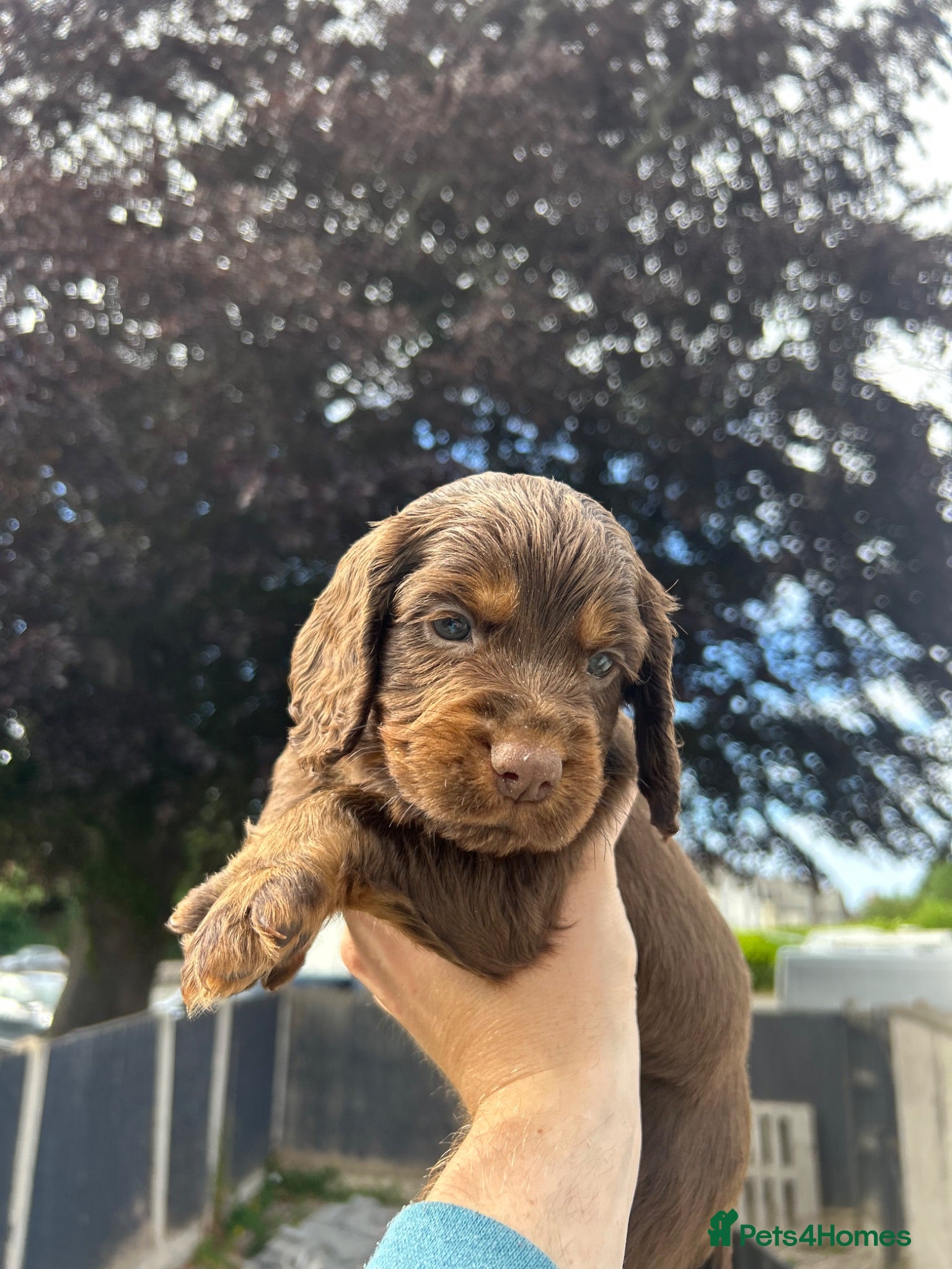 Cocker Spaniel dogs KC Cocker spaniels boys ready 2nd July.  - Advert 4