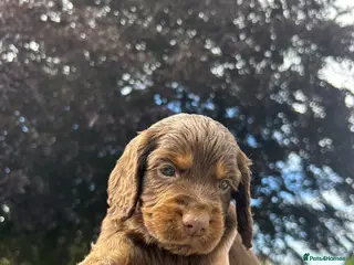 Cocker Spaniel dogs KC Cocker spaniels boys ready 2nd July. - Advert 4