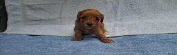Cavapoo dogs for sale: Beautiful cavapoo puppies  - Advert 5