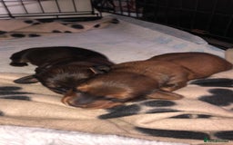 Miniature Dachshund dogs for stud: Miniature long hair(crufts qualified for life) in Bridge of Weir - Image 22