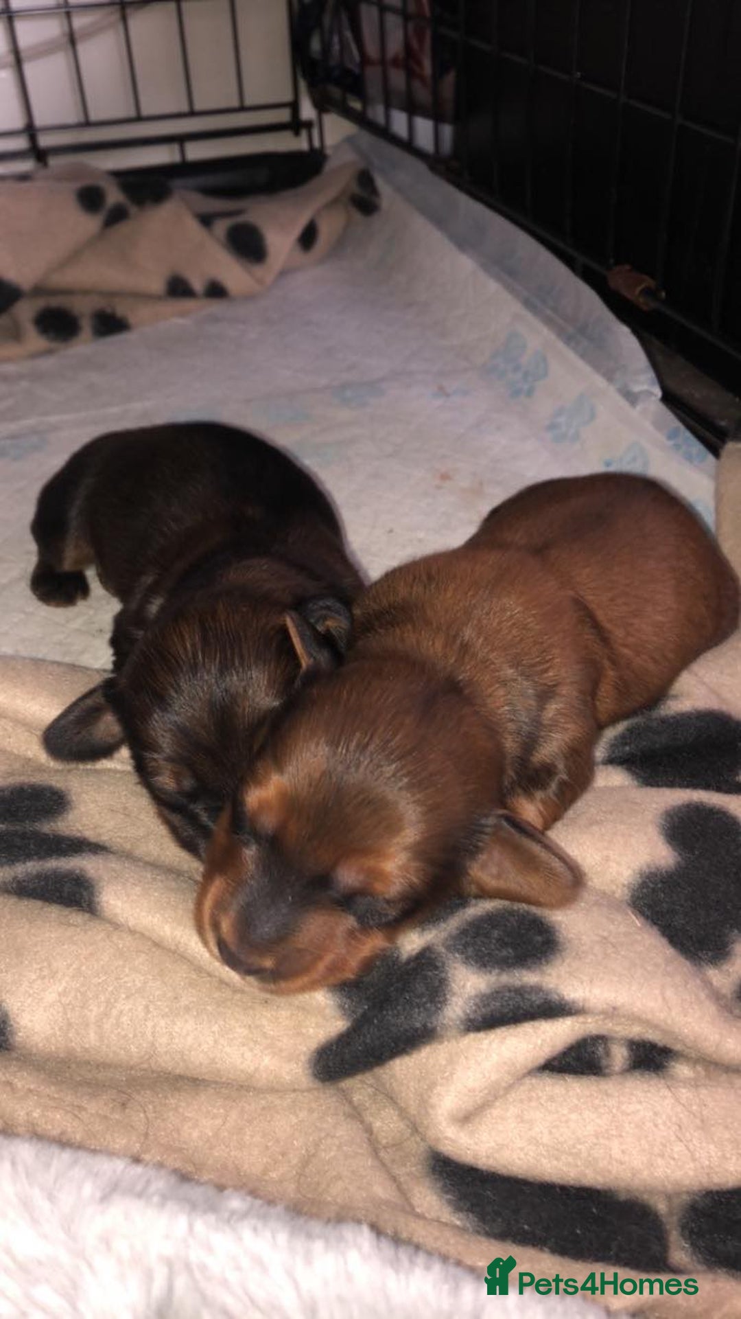 Miniature Dachshund dogs for stud: Miniature long hair(crufts qualified for life) in Bridge of Weir - Image 22
