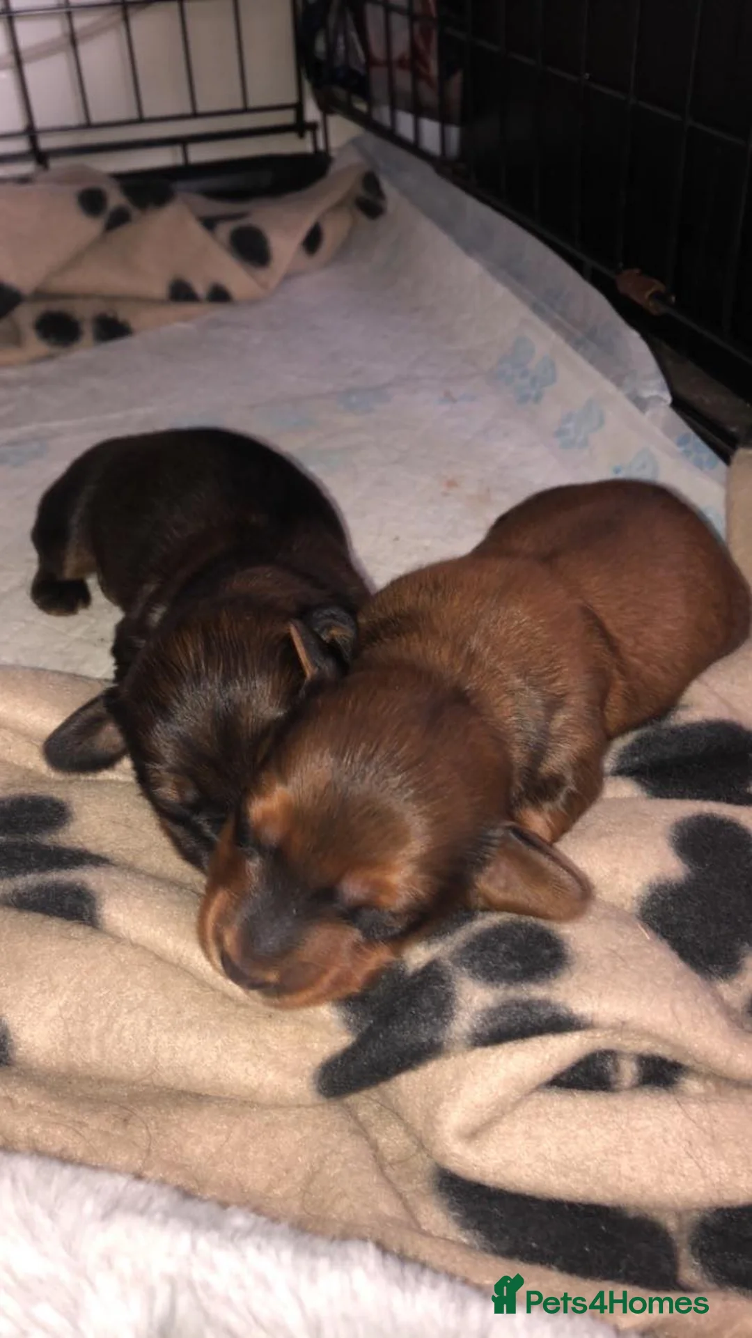 Miniature Dachshund dogs for stud: Miniature long hair(crufts qualified for life) in Bridge of Weir - Advert 22