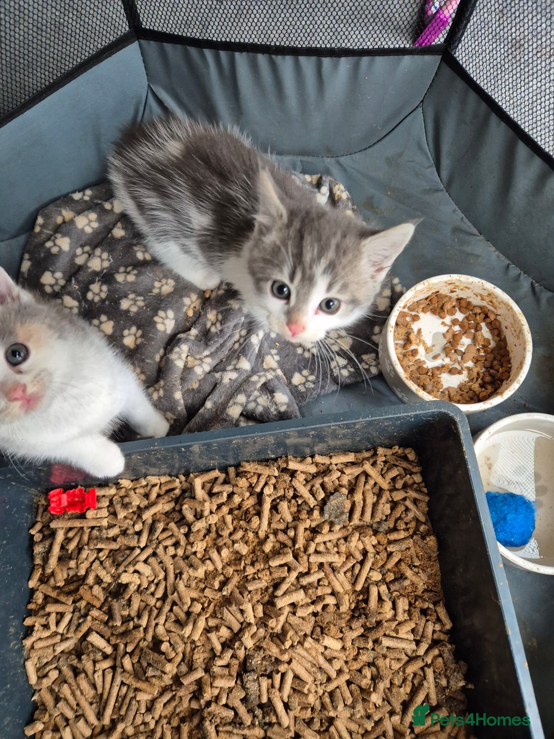 Mixed Breed cats for sale: Beautiful maincoon x bsh - Image 4