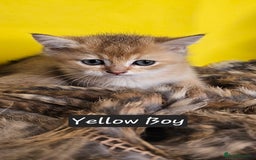 British Shorthair cats for sale: BSH GOLDEN KITTENS - Advert 36