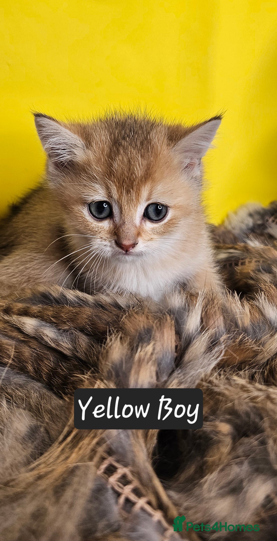 British Shorthair cats for sale: BSH GOLDEN KITTENS - Advert 36