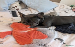 French Bulldog dogs for sale: French bulldog  - Image 7