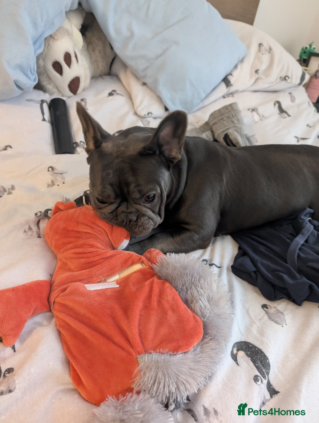 French Bulldog dogs for sale: French bulldog  - Image 7